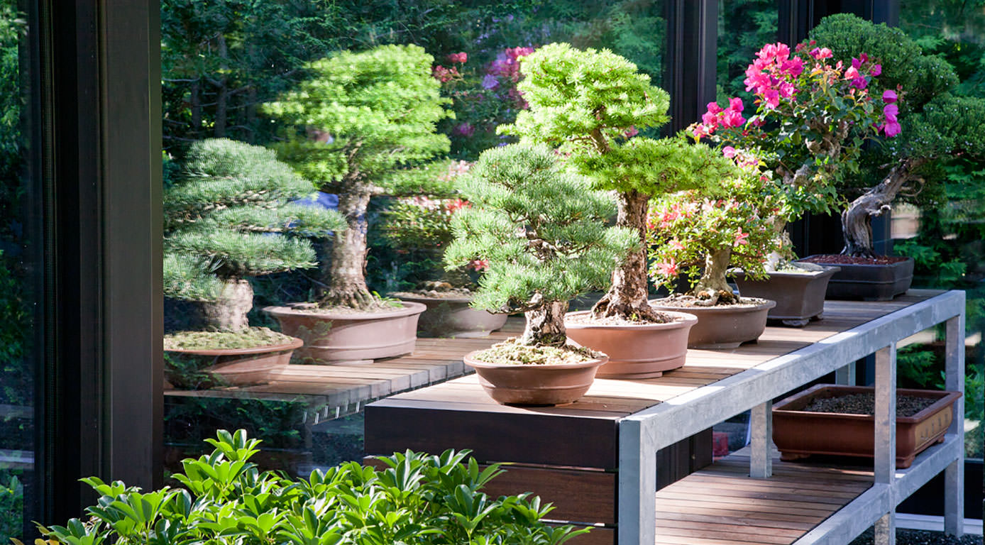 bonsai-pavilion-japanese-gardens