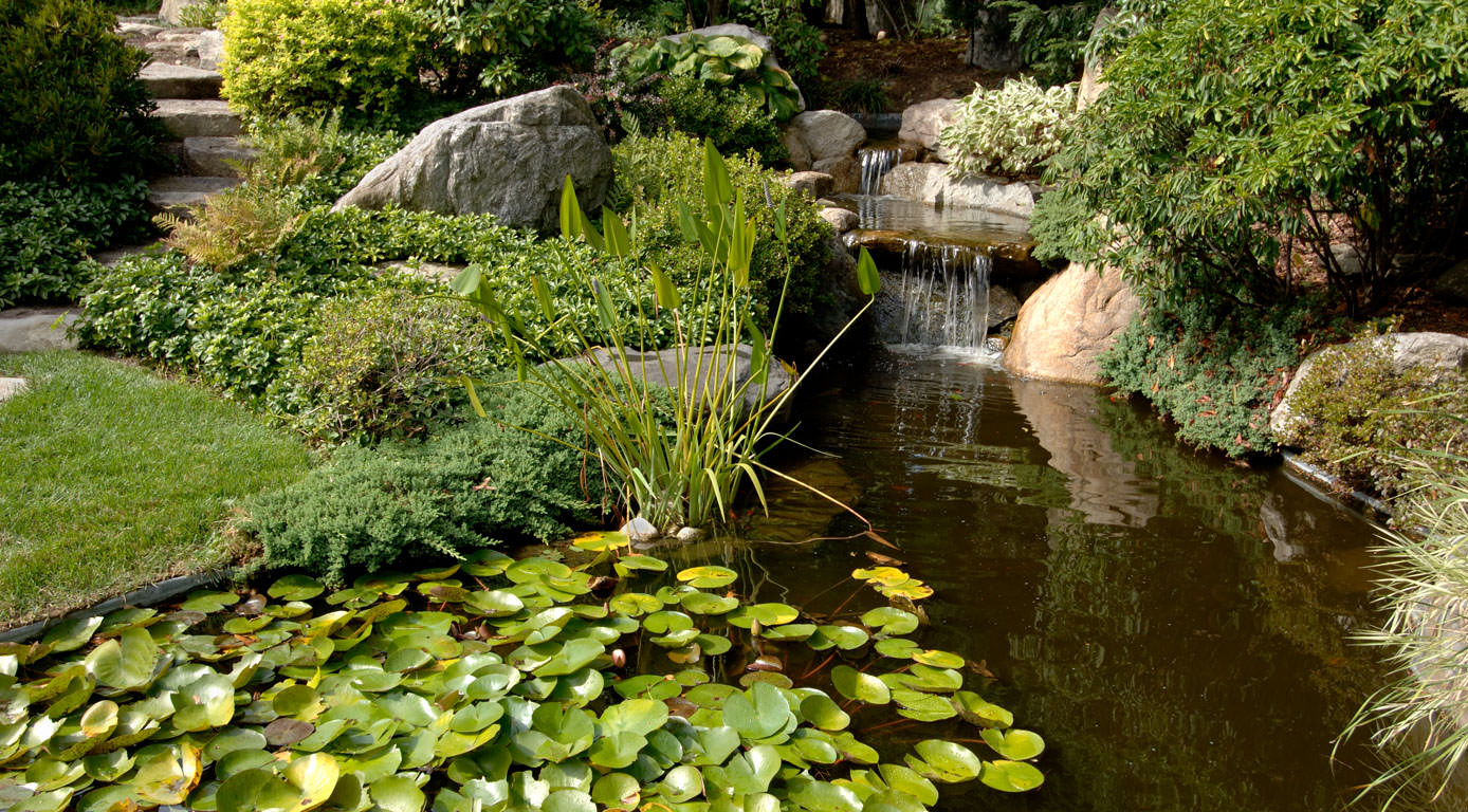 residential-japanese-water-garden-design